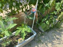 プランターの柱に手作りの鳥よけがくくりつけられている写真1