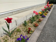 チューリップが咲いている写真