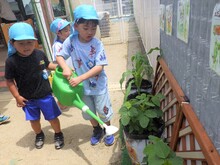 野菜の苗に水をあげている写真