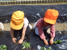 苗に土をかぶせている写真