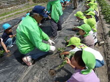 地域の方に苗の植え方を教えてもらっている写真