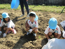 畑で芋ほりをするこどもたちの写真1