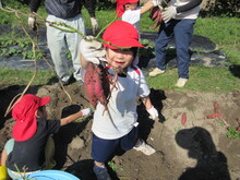 芋を手に持ったこどもたちの写真