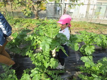 収穫をするこどもの写真1