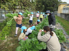 収穫をするこどもの写真2