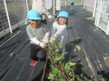 サツマイモのツルを引っ張るこどもたちの写真