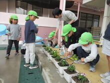 苗を鉢に植えるこどもたちの写真
