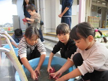 タライに張った水でサツマイモを洗うこどもたちの写真