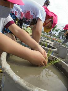 バケツ田植え