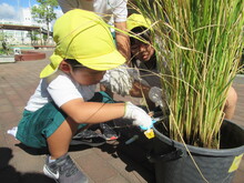 稲刈りをするこどもたちの写真