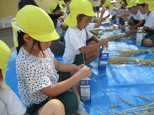 シートの上で脱穀の作業をするこどもたちの写真