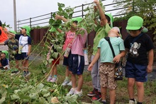 サツマイモのツルを引き上げるこどもたちの写真