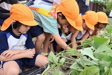 サツマイモの生長を観察するこどもたちの写真