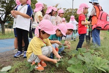しゃがんで草花を観察するこどもたちの写真