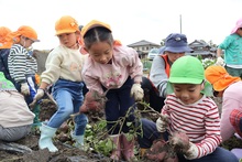 サツマイモのツルを持ち上げるこどもたちのようす