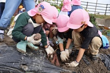 サツマイモを収穫するこどもたちのようす