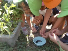 フウセンカズラの種を容器に集めるこどもたちの写真