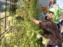 フウセンカズラに手を伸ばすこどもたちの写真