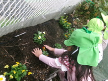 苗の周囲の土に手をかざすこどもたち