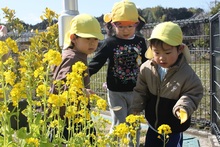 黄色い菜の花にとまっているいる虫を見ている三人の園児の写真