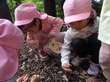 ヒノキの実を見つけました