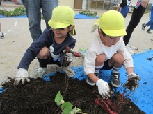 かわいいイモを見つけました