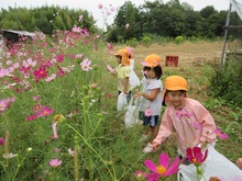 コスモスがきれいに咲いています