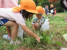 バッタを見つけました