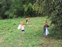 柿や栗の実も見つけました