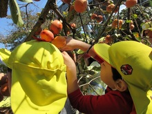 どの柿にしようかと選んでいます