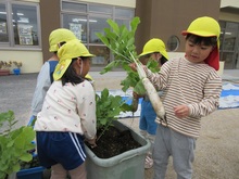 大きくて長い大根を収穫しました