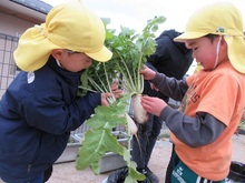 収穫した大根を友だちと見合いっこしています
