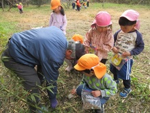 つくしをたくさん見つけました