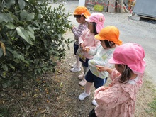 キンカンを手に取って、いい匂いがすることを友だちと伝え合っています