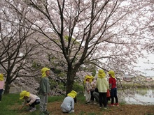 さくら