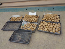 収穫したジャガイモの写真