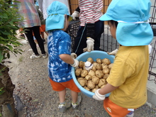5歳児がジャガイモを運んでいる写真
