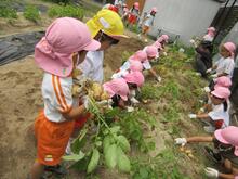 5歳児がジャガイモを掘ります。土の中からゴロゴロとジャガイモが出てきます。