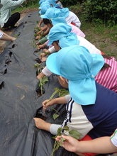 4歳児がサツマイモの苗を植えています。