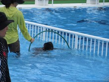 顔を水につけてフープをくぐっています。