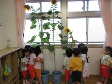 ヒマワリが大きく育ちました。背比べをしています。