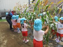 ポップコーンの種ができました。収穫しています。