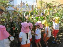 5歳児、ポップコーンの種の収穫です。