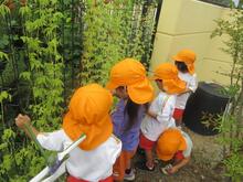 フウセンカズラの種取です。