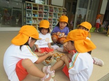 ヒマワリの種を取っています。