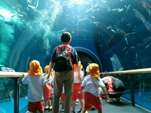 水族館の中の水中トンネルはきれいです。