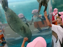 5歳児です。アザラシが潜ってきました。水槽の中を嬉しそうに眺めています。。