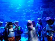 青くてきれいな水槽の中でたくさんの魚が泳いでいます。