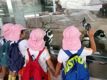 ペンギンを見ています。