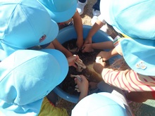 畑で採れたサツマイモを洗っています。